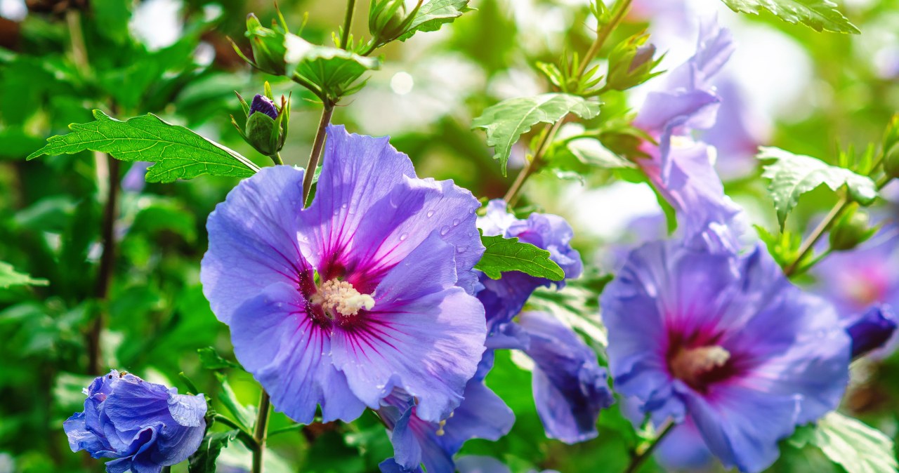 Hibiskus žydi menkai? 3 klaidos ir naminė trąša, kuri gali prailginti žydėjimą iki vasaros pabaigos