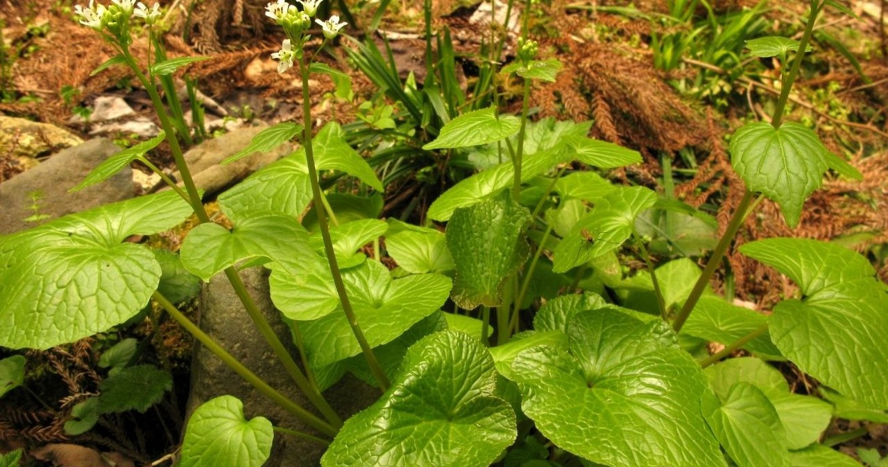 Kaip Mazovijoje užaugina tikrą wasabi: vienintelės Lenkijos plantacijos triukai ir kantrybės kaina