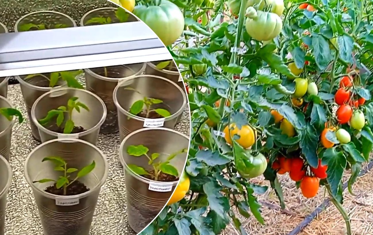 Pomidorų daigai ištįso? 2 šaukštai šios priemonės ir šaknys suaktyvėja akimirksniu