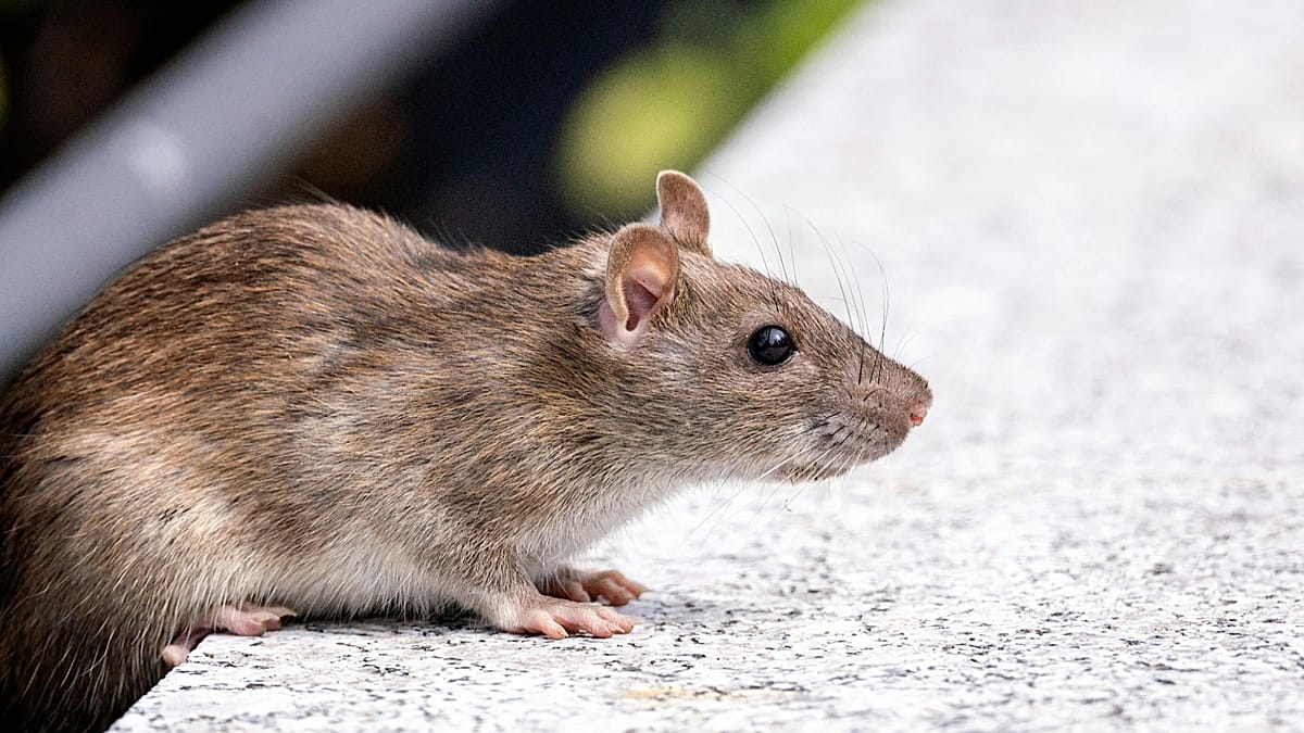Hantaviruso protrūkis kruiziniame laive: kaip plinta infekcija, kokie simptomai ir rizikos