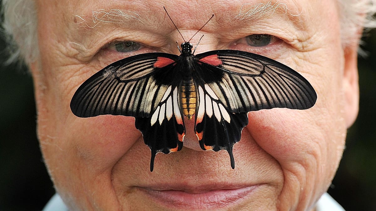 Davidui Attenborough sukanka 100: nuo pirmųjų BBC laidų iki įtakingiausio gamtos balso Europoje