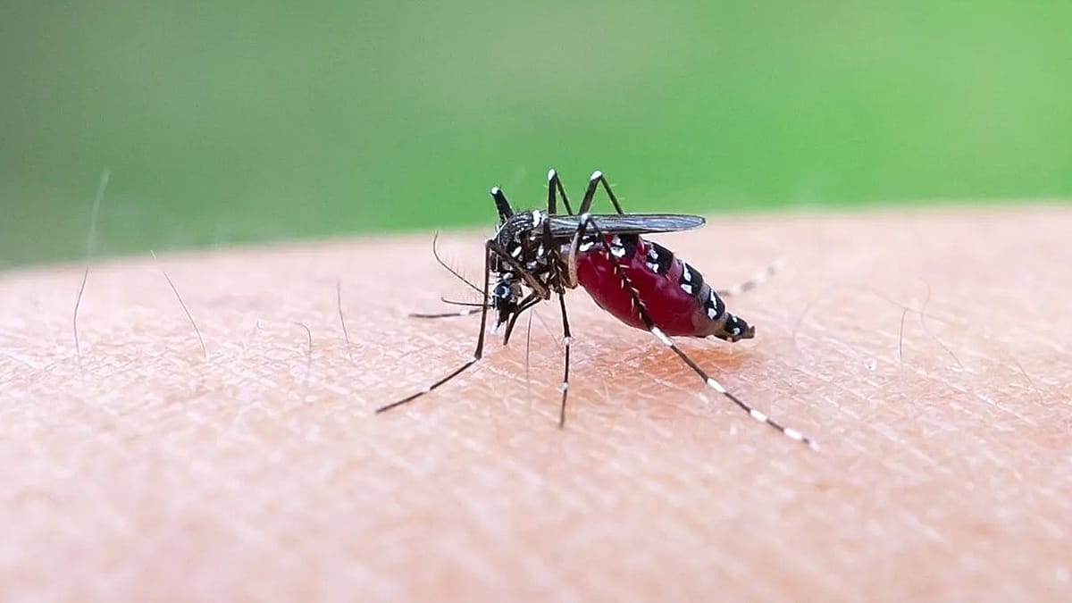 Tyrimas įspėja: chikungunya virusui šylant klimatui atsiveria kelias į Vidurio Europą