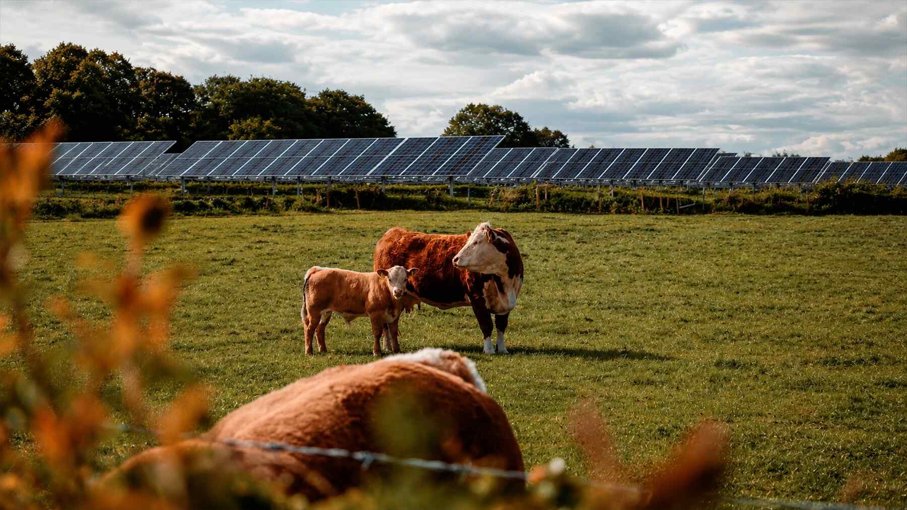 Saulės elektrinę užgožė dobilai, bet sprendimas pasirodė netikėtas: po panelėmis apsigyveno karvės