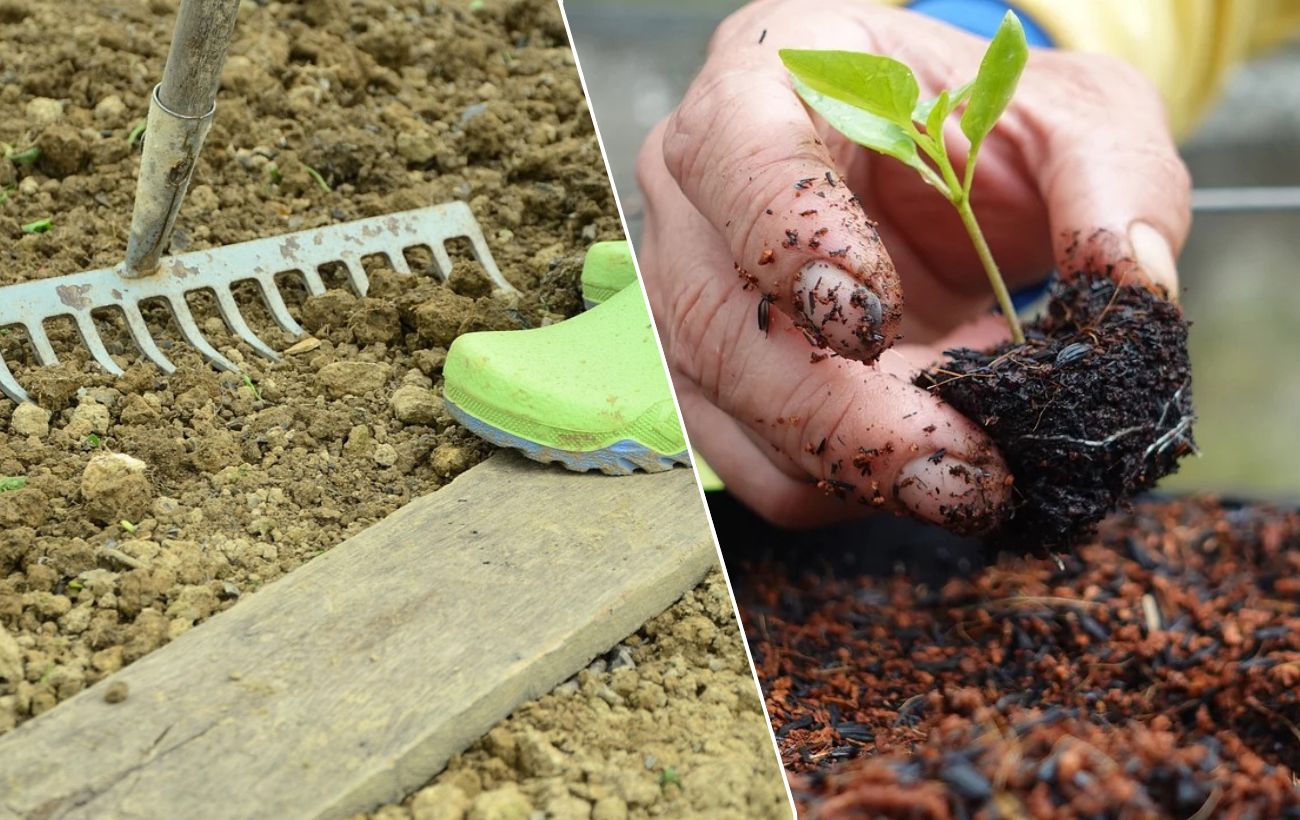 Paskutinis šansas gegužę: agronomas patarė, kaip laistyti daigus po persodinimo
