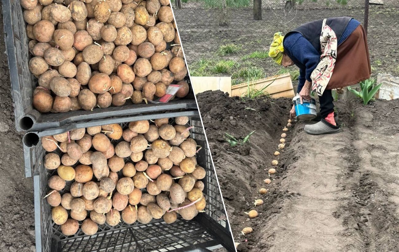Vienas lašas į duobutę ir kenkėjas traukiasi: bulvių triukas su jodu, kurį kartoja daržininkai