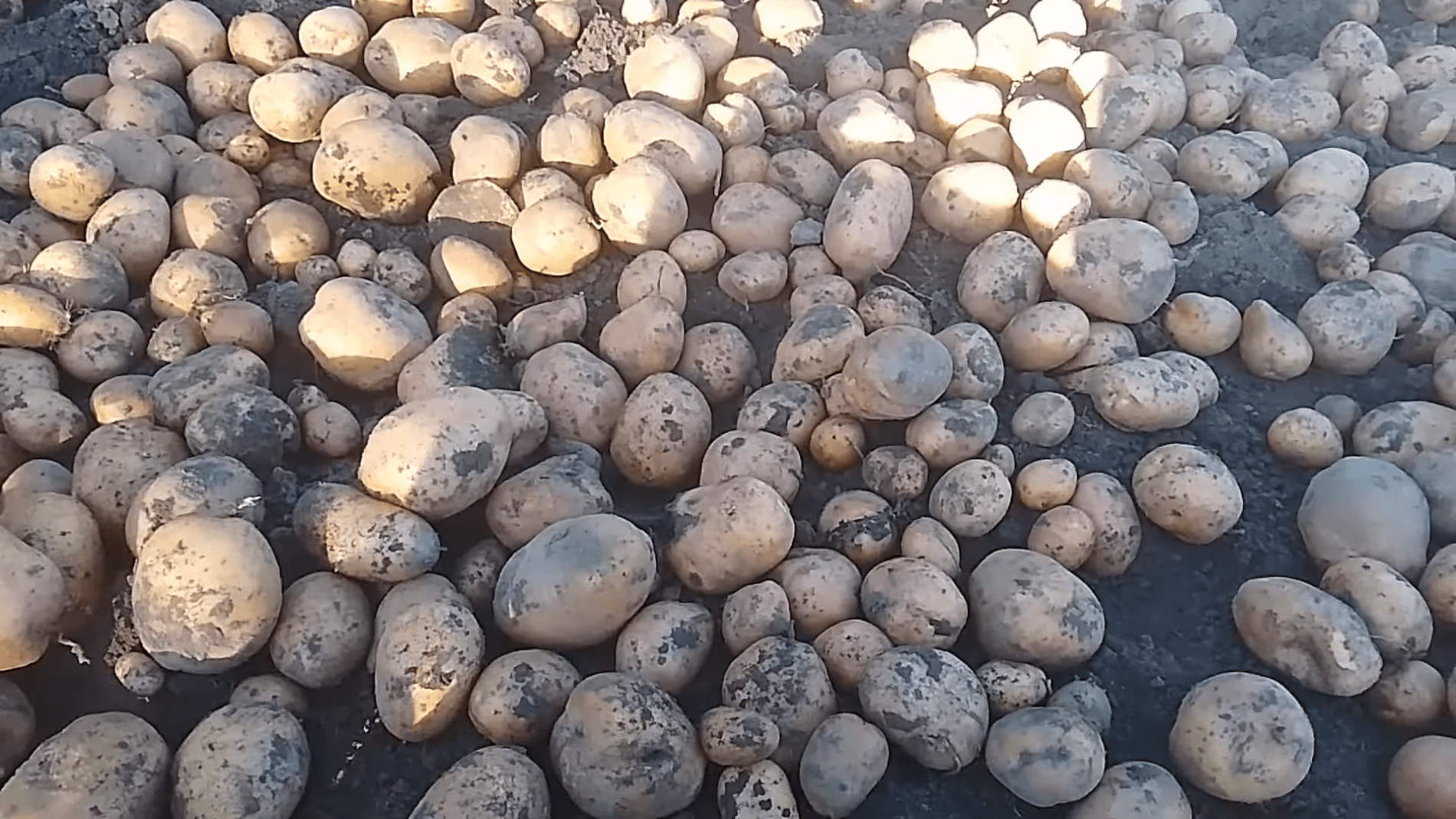 100 daržininkų įvardijo 5 bulvių veisles sezonui: kuri duoda stabiliausią derlių?