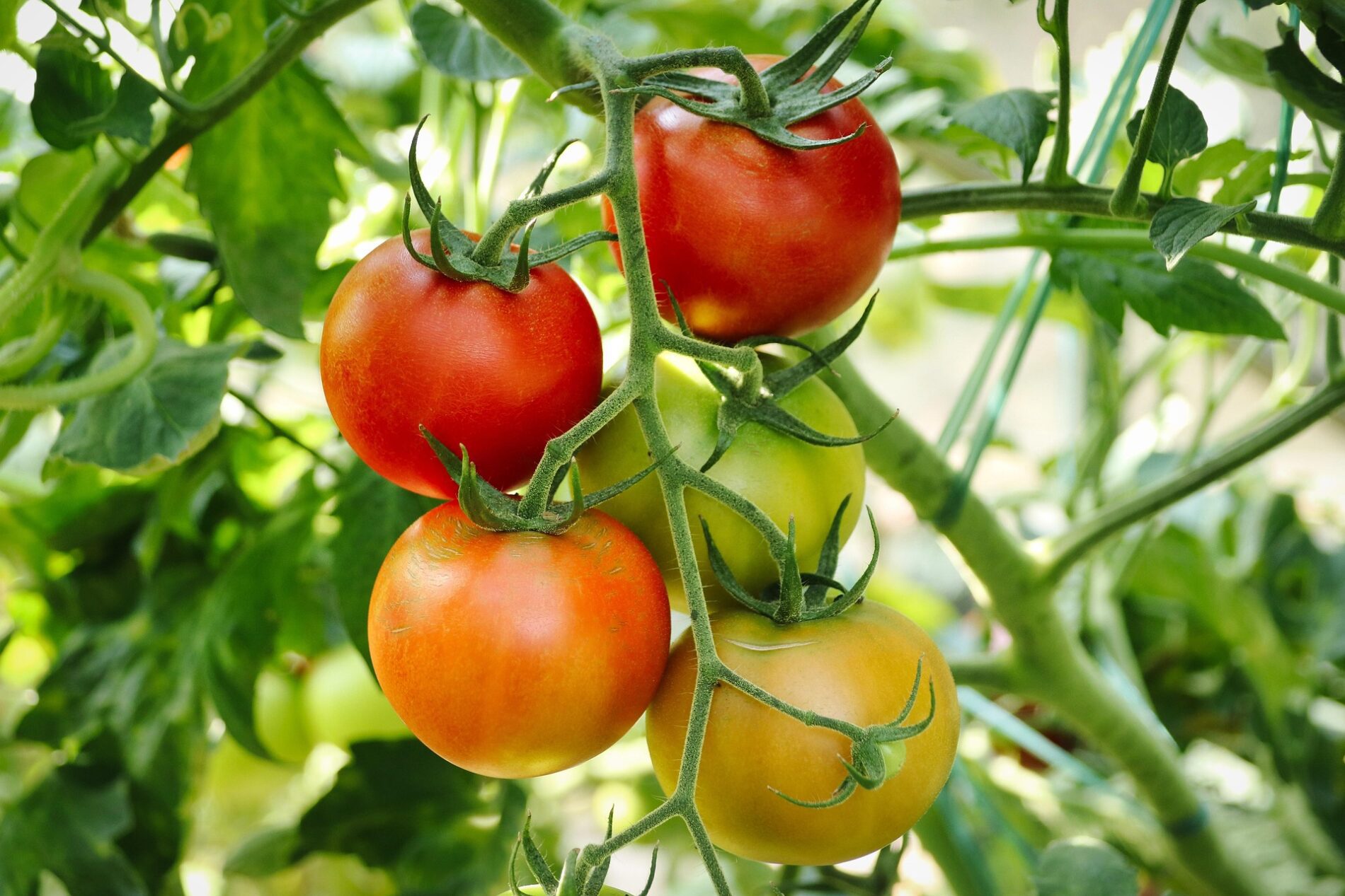 Kodėl pomidorai smulkėja ir praranda skonį: agronomas įvardijo klaidas ir sprendimą