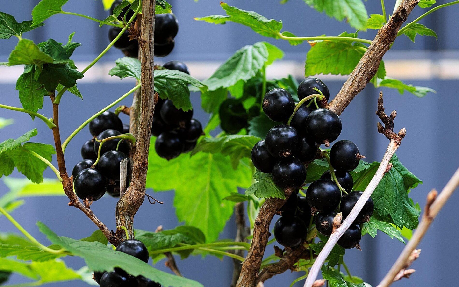Agronomai atskleidė gudrybę po žydėjimo: taip genint serbentus, derlius šokteli keliskart