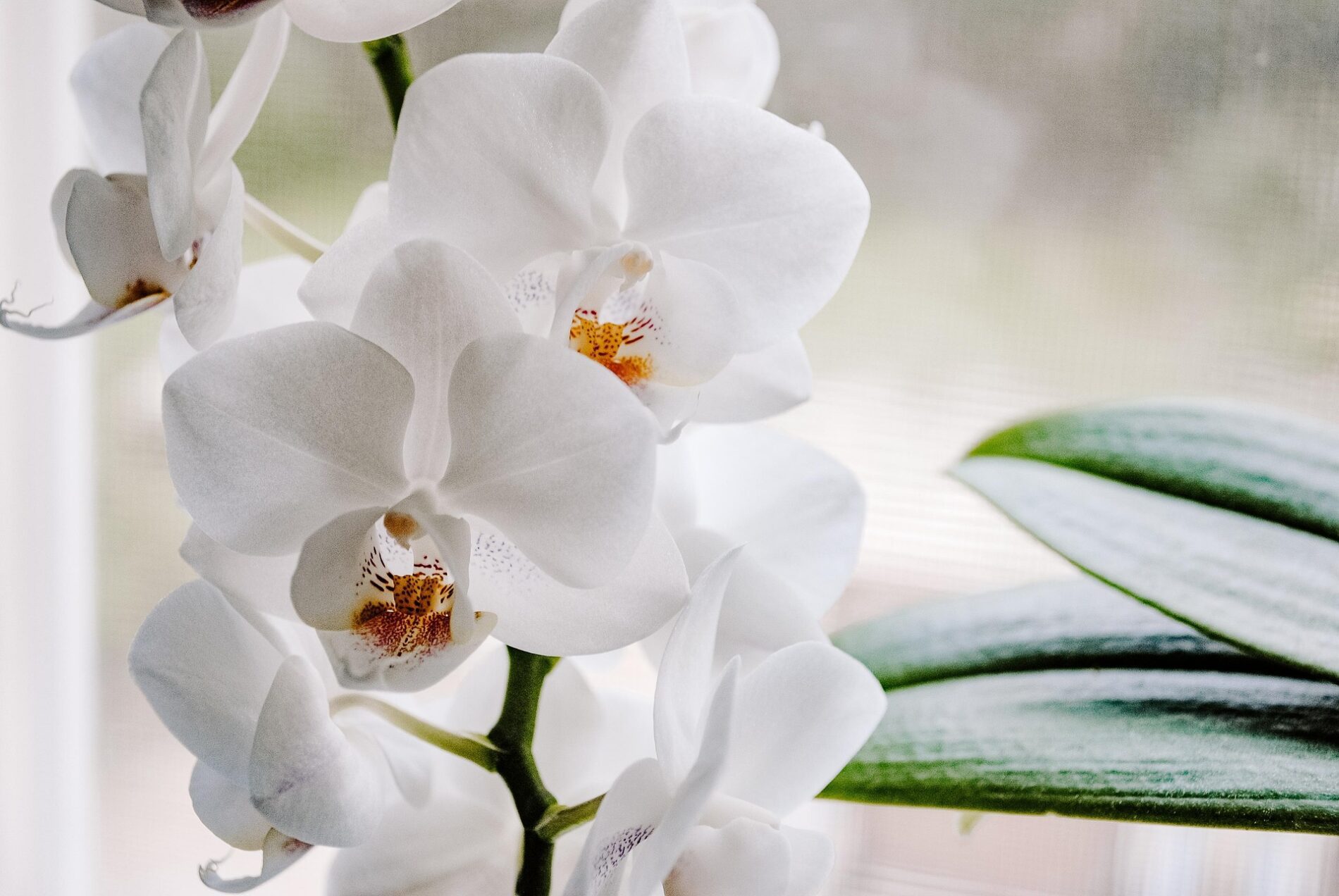 Du virtuvės produktai, kuriais gegužę pamaitinus orchidėją, ji gali žydėti beveik visus metus