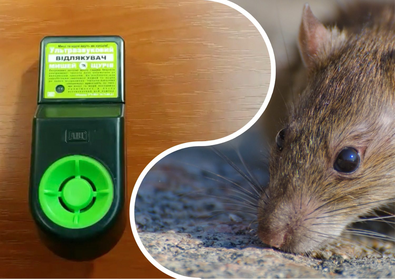 Ultragarsiniai kenkėjų baidytuvai – pinigų švaistymas ar išeitis? Ekspertai įspėja