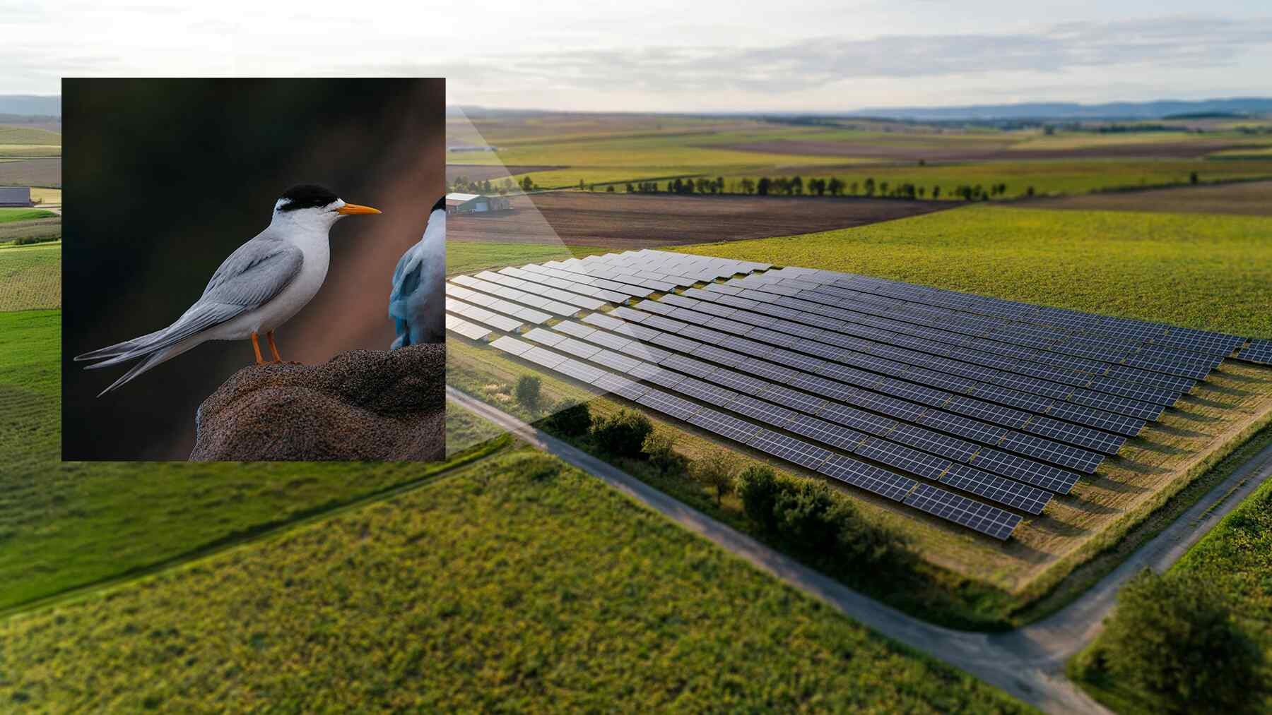 Retas Naujosios Zelandijos žvirblinis žuvėdras prieš saulės parką: 280 000 modulių ir 40 paukščių