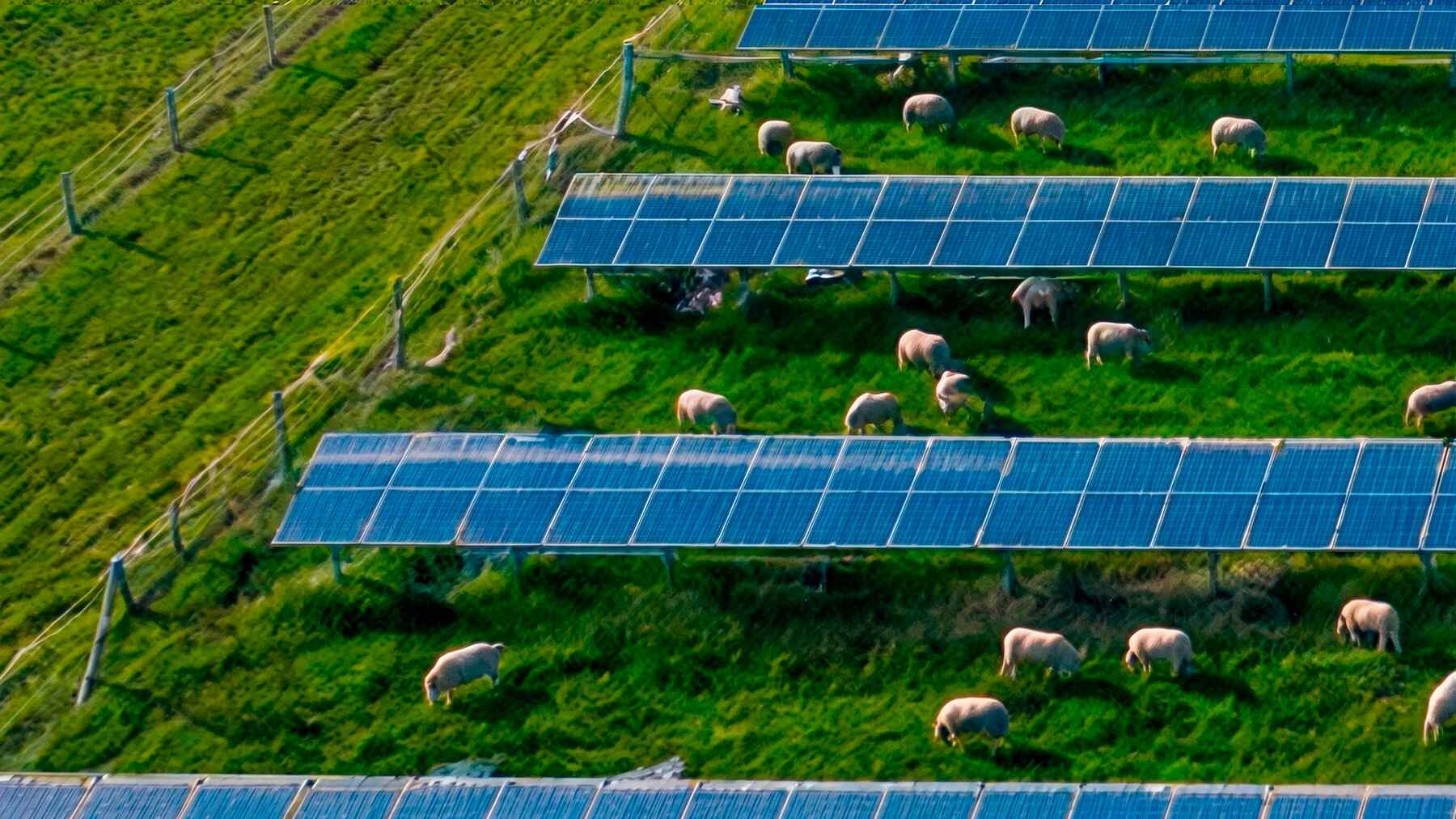 Saulės elektrinė Australijoje avis patikėjo lamoms: jos saugo bandą nuo lapių ir mažina išlaidas