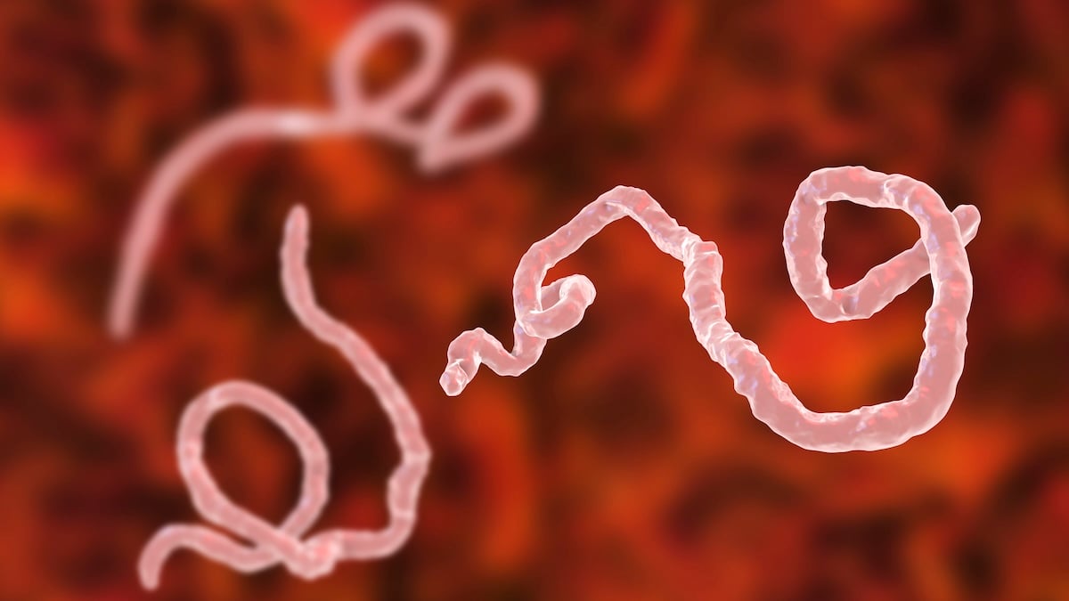 Ebolos protrūkis Konge paskelbtas tarptautine grėsme: virusas plinta, vakcinos nėra