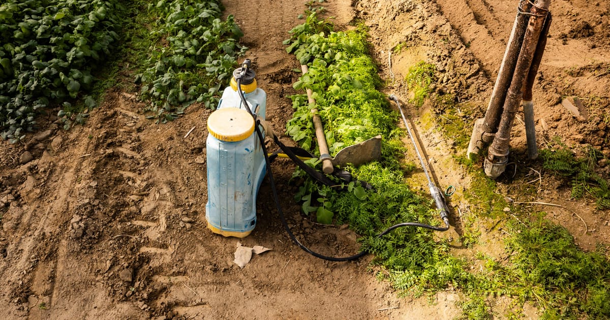 ES perspėja: daugiau pesticidų pažeidimų paprikose, vynuogėse ir alyvuogių aliejuje, importas stringa dažniau