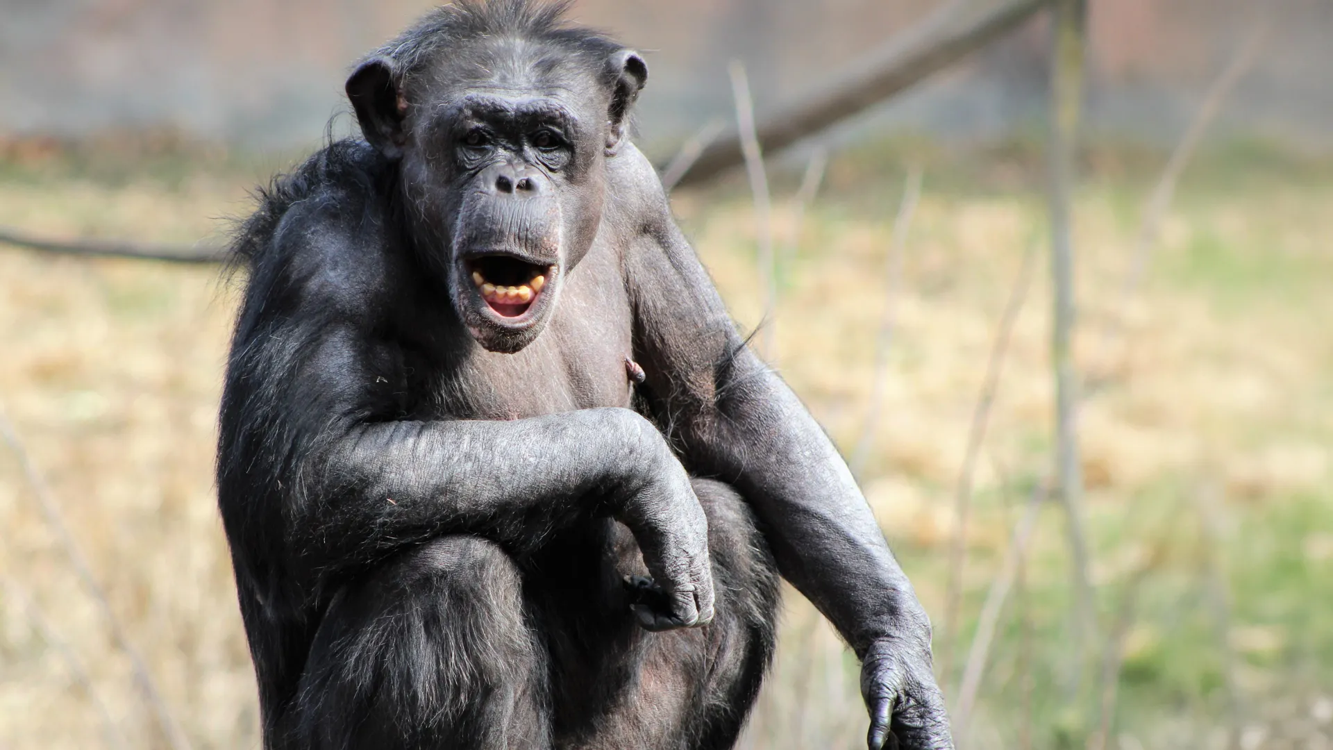 Study suggests a part of the human auditory cortex is uniquely tuned to chimpanzee calls