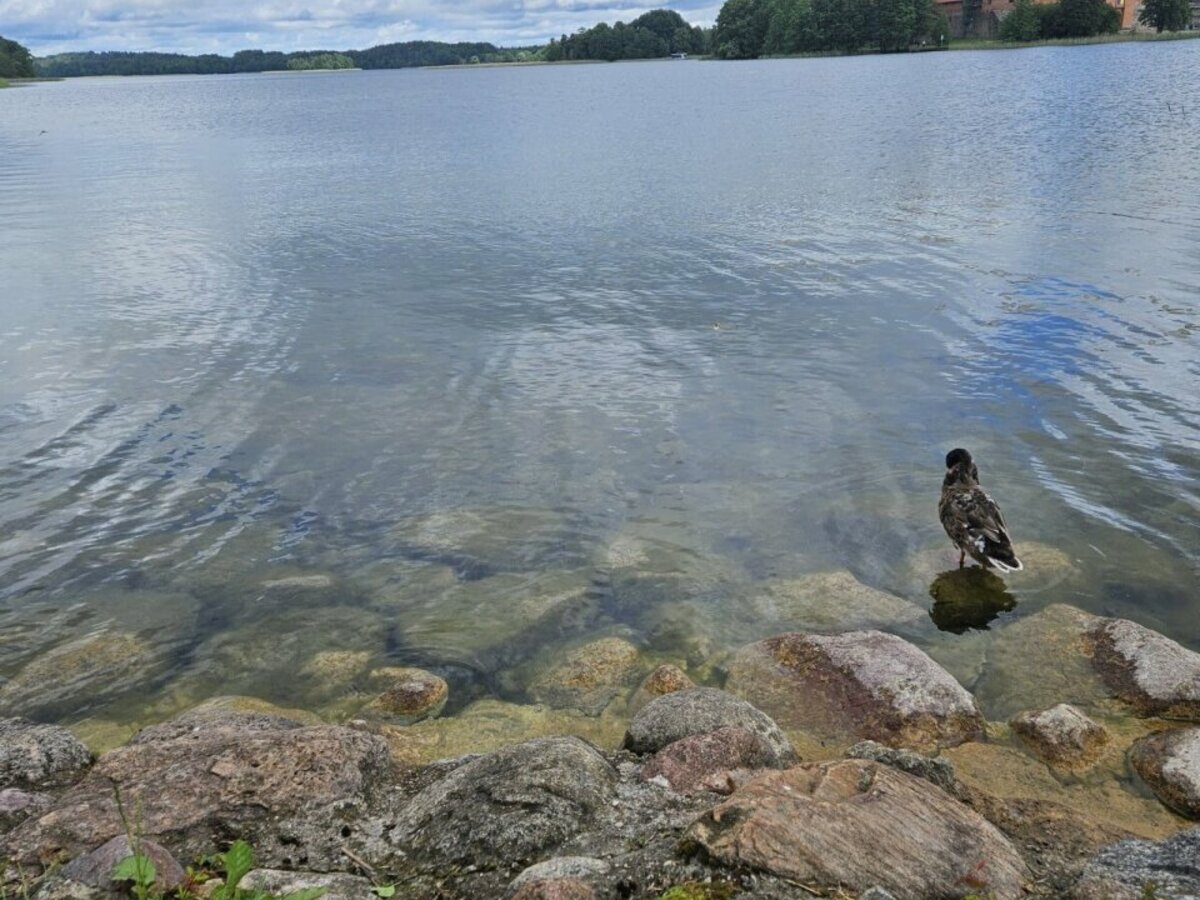 Trakų rajono maudyklų vandens kokybė: gegužės 22 dieną paskelbti naujausi tyrimų rezultatai