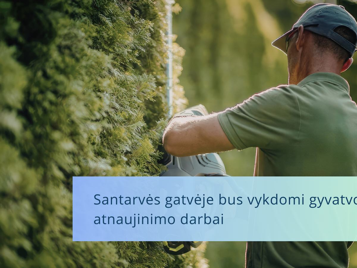 Visagine Santarvės gatvėje atnaujins gyvatvorę: gegužę bus šalinami seni krūmai ir sodinami nauji