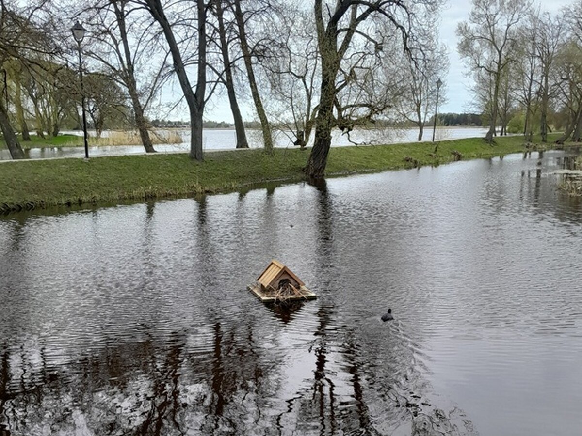 Biržų piliavietės fose plūduriuojantys nameliai prigijo: laukių pora jau įsirengė lizdą