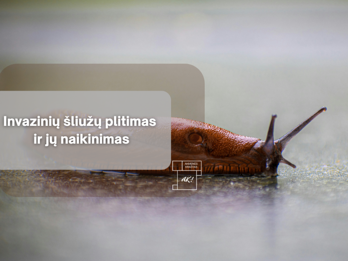 Invaziniai šliužai plinta sparčiai: ką būtina padaryti dabar, kad apsaugotumėte daržus ir gėlynus