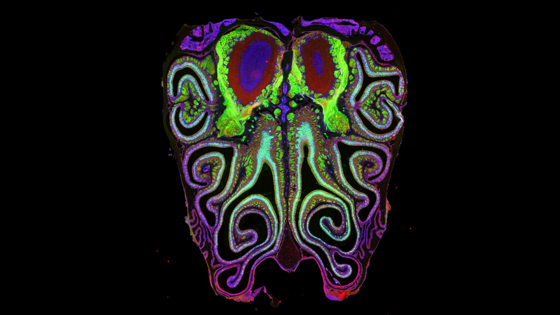 Scientists map the nose’s smell receptors in unprecedented detail, offering fresh clues to how olfaction works