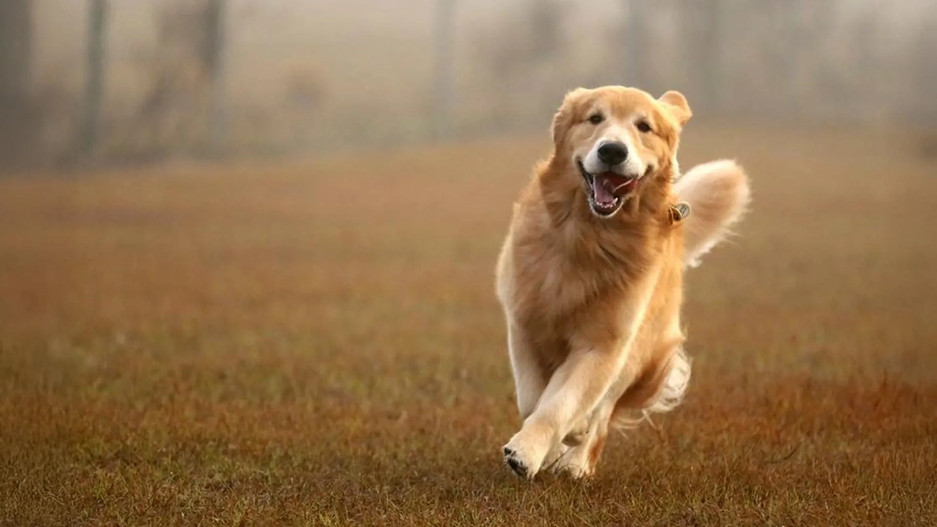 Study of 1 300 golden retrievers finds shared genes tied to canine behavior and human anxiety risk