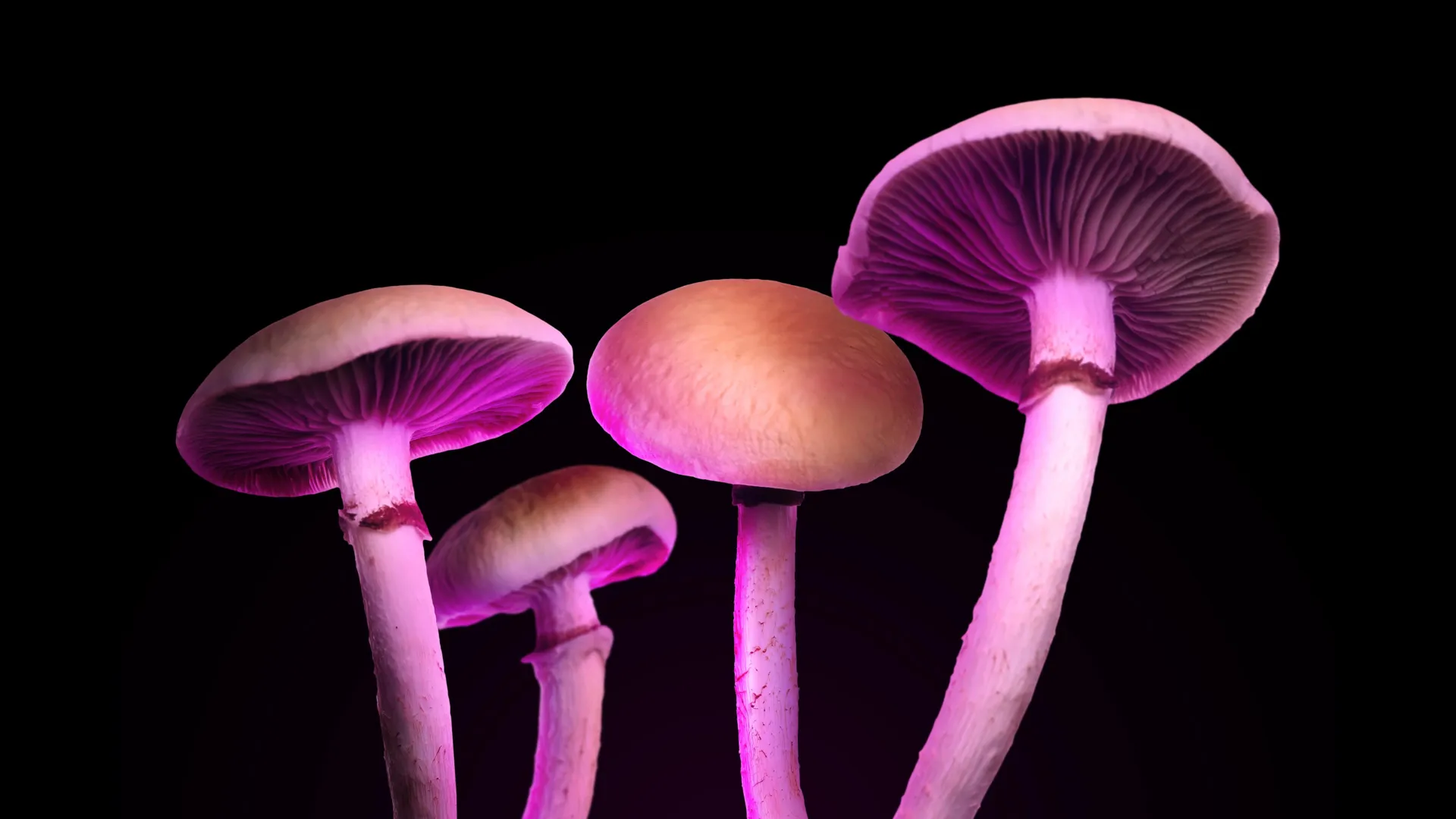 Engineered psilocin compound hints at depression relief without hallucinations, early mouse study finds