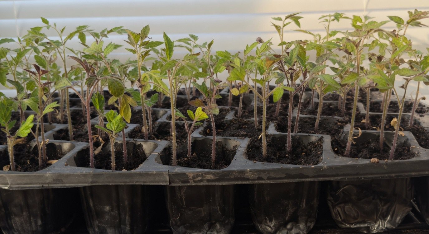 Šios 2 gegužės dienos lemia pomidorų derlių: agronomai įspėja, ko nepadaryti