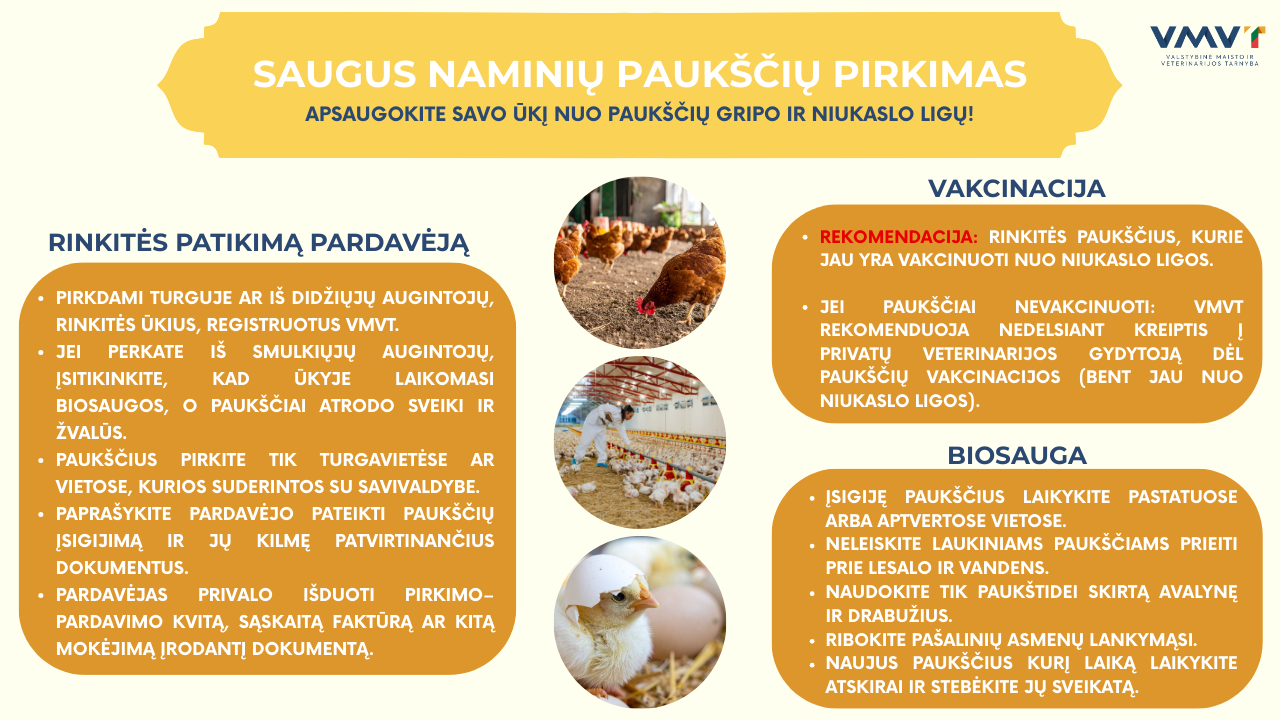Pavasarį perkant vištas ir ančiukus – VMVT įspėja: kur dažniausiai parsivežamos pavojingos ligos