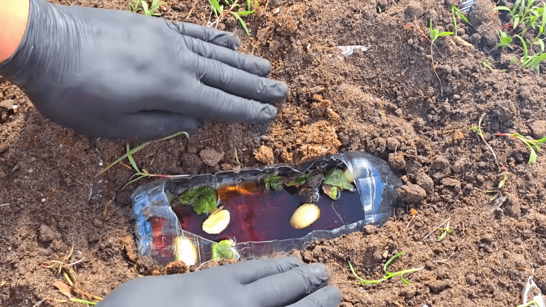 Sodininkai nustebo: „Coca-Cola“ su česnaku po vyšnia atbaido skruzdėles ir amarus