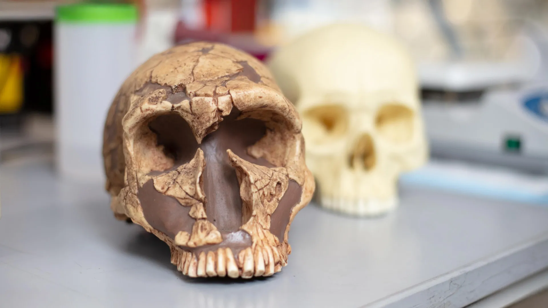 Ancient Lead Exposure and a Key Gene: New Clues to Why Modern Humans Outpaced Neanderthals