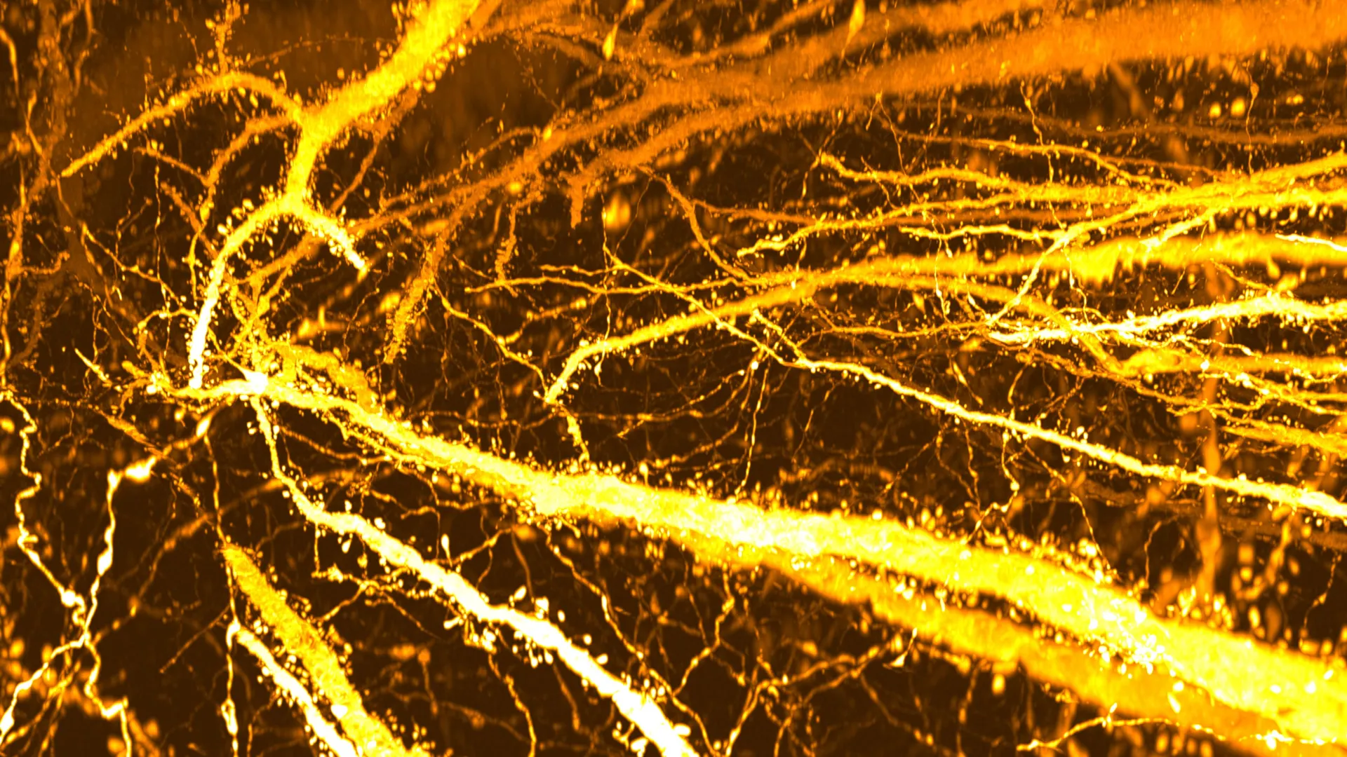 New study maps adolescent synapse hotspots, raising fresh questions about brain pruning and schizophrenia risk