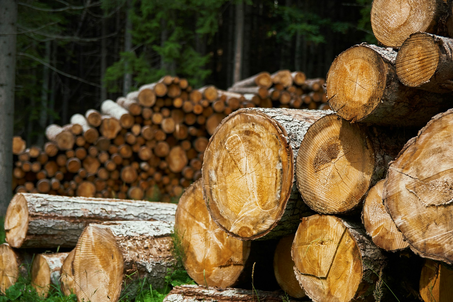Biomasės energetika V4 šalyse kelia klausimų: duomenų spraga rodo galimą miškų pernaudojimą