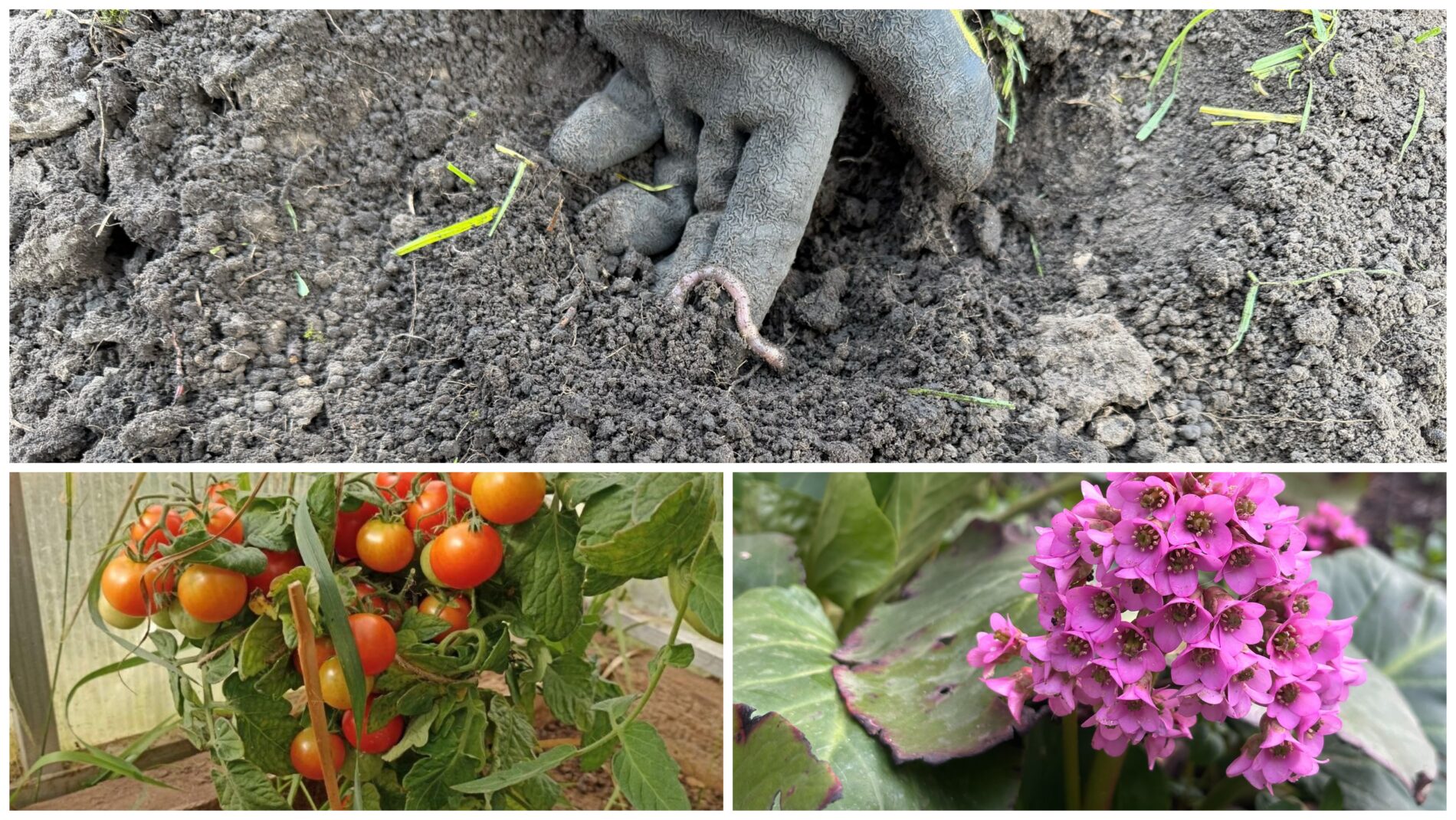Derlius nuvilia net laistant kasdien? Agronomai įvardijo, ką su dirva privalu padaryti dabar