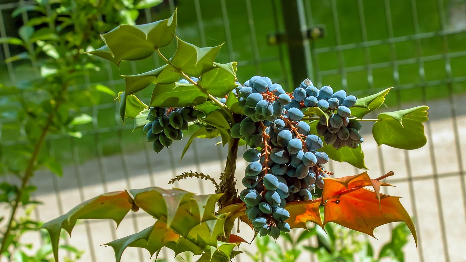 Daugelis pasodina vynuoges netinkamai ir praranda derlių: štai vieta, kuri keičia viską