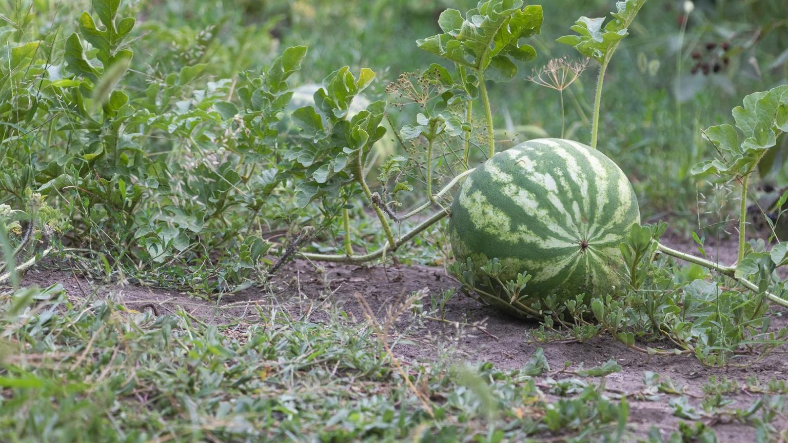 Arbūzas iš lietuviško daržo? Šis triukas leidžia užsiauginti net be šiltnamio
