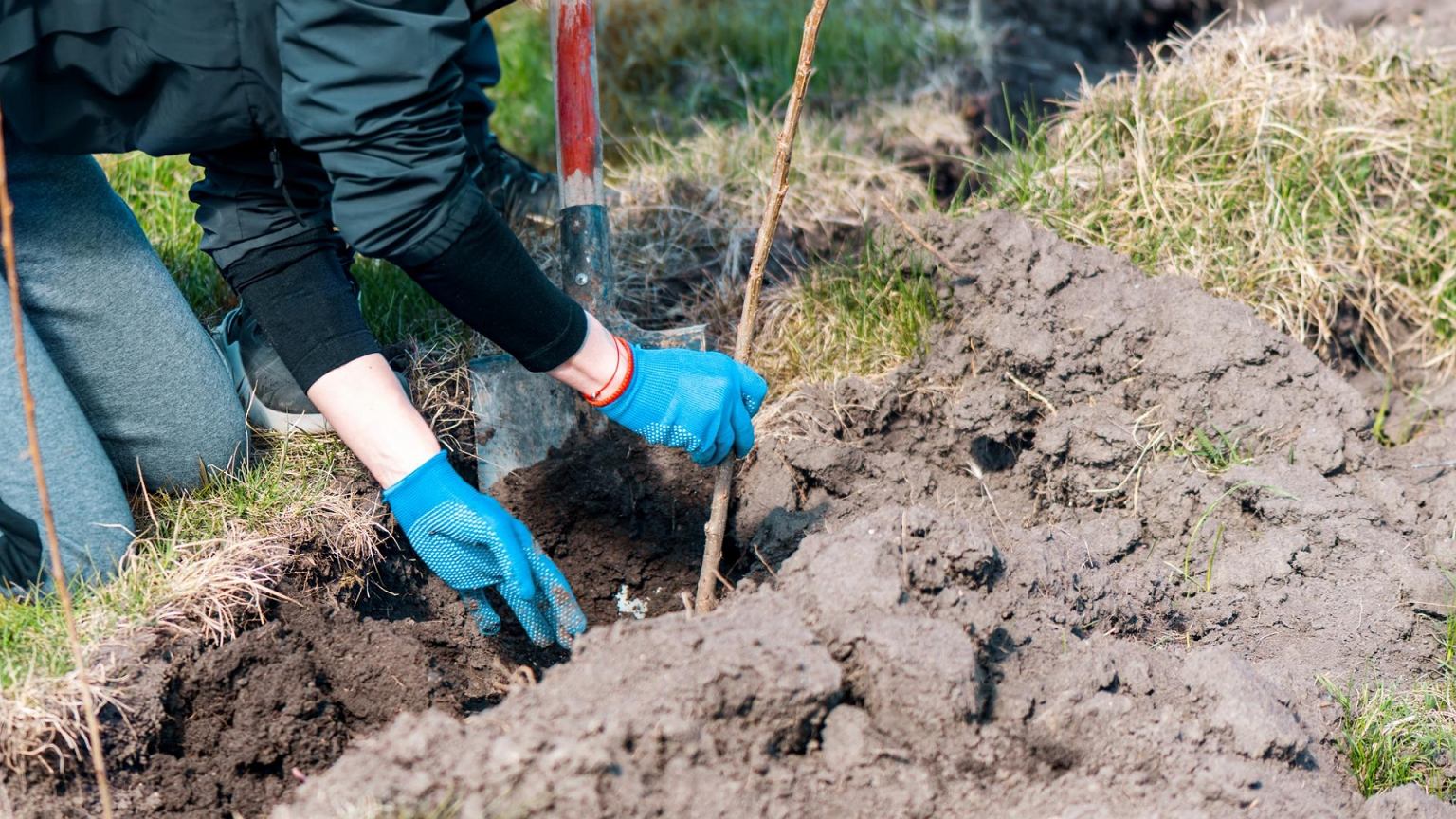 Nevėluokite: šį sideratą sėkite dabar – daržovės vėliau augs greičiau ir sveikiau