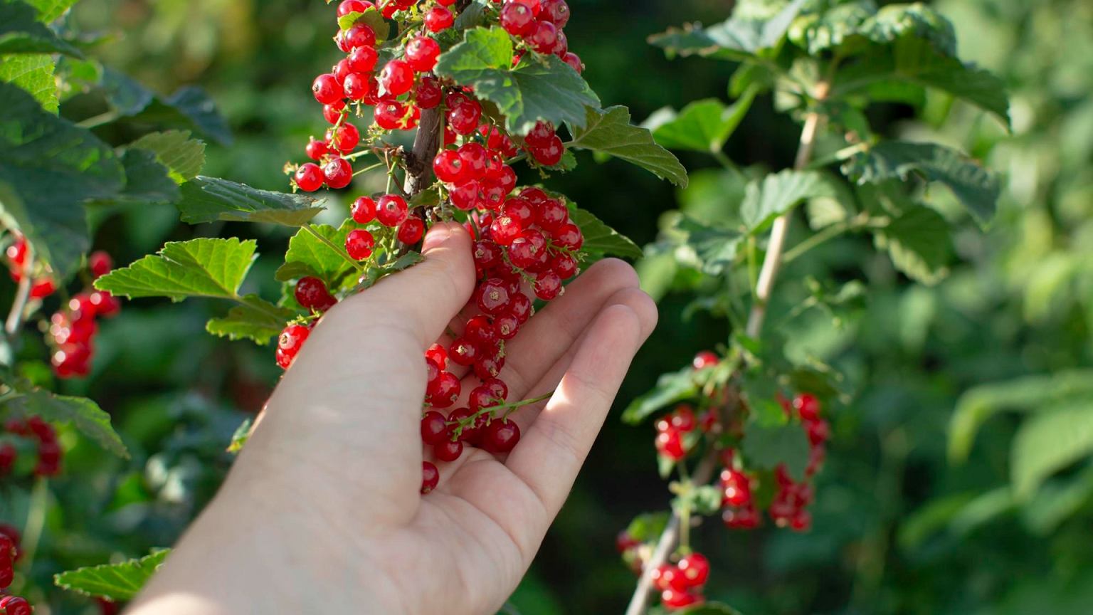 Šaukštai iš spintelės ir serbentai lūžta nuo uogų: sodininkai atskleidė paprastą triuką