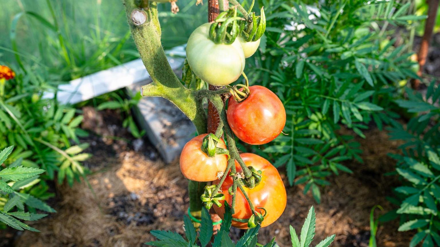 Brangių trąšų pomidorams nebereikia: 2 ingredientų mišinys gali duoti pastebimą efektą