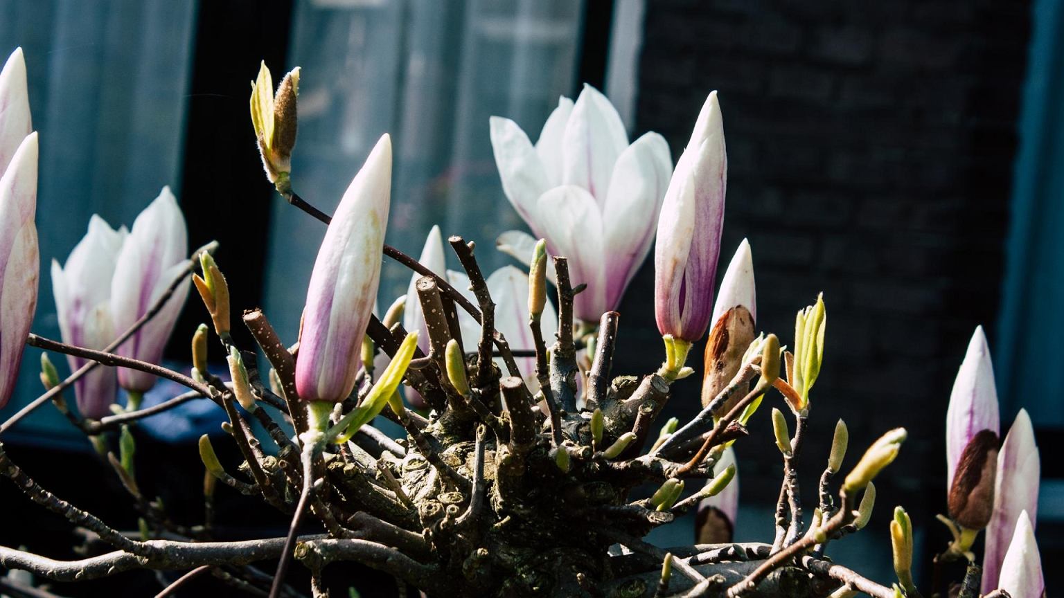 Sodininkai pila šaukštą į 4 litrus vandens: magnolija gali sužydėti įspūdingai gausiai