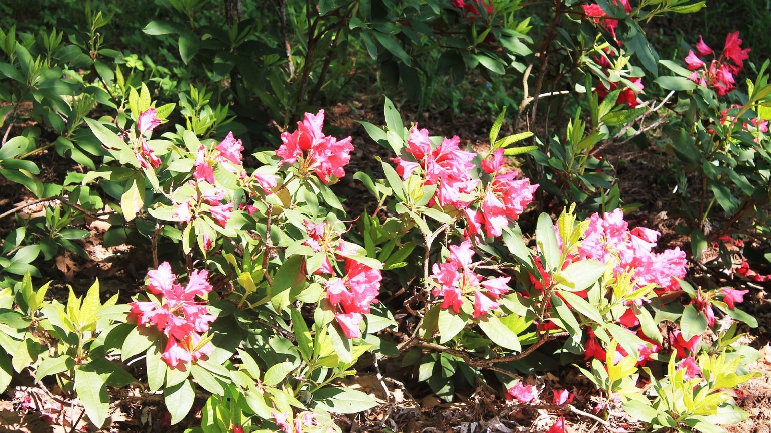 Po šalnų rododendrai atrodo mirę? Šis naminis tirpalas su viena tablete gali padėti