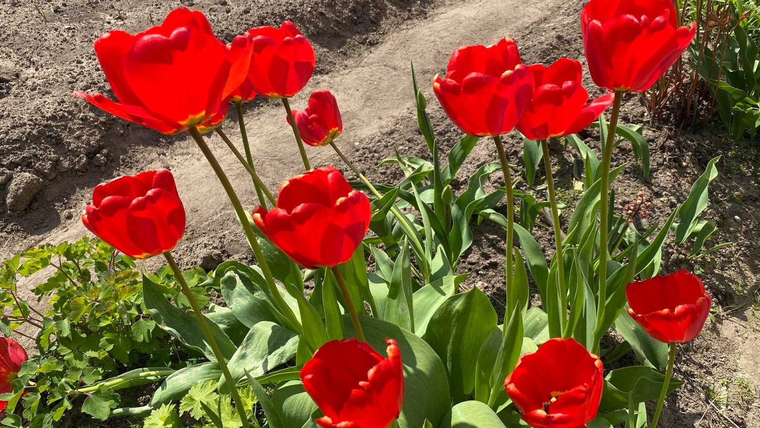 Daugelis iškasa nebežydinčias tulpes, bet klysta: šis naminis tręšimas gali jas išgelbėti