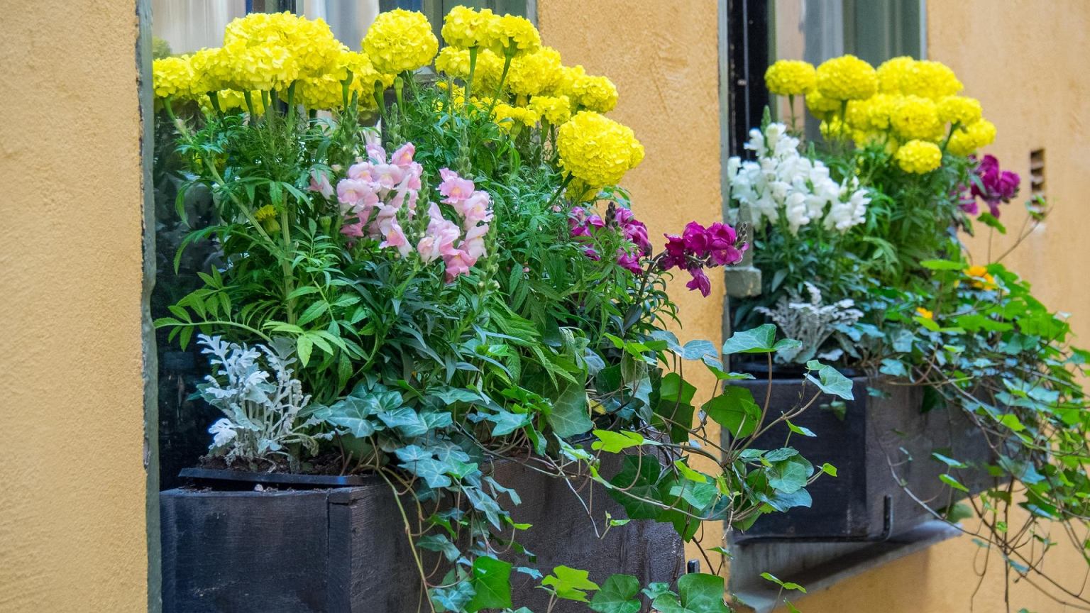 Pelargonijos traukiasi: šios balkonų gėlės vilioja bites ir žydi ilgiau nei įprasta
