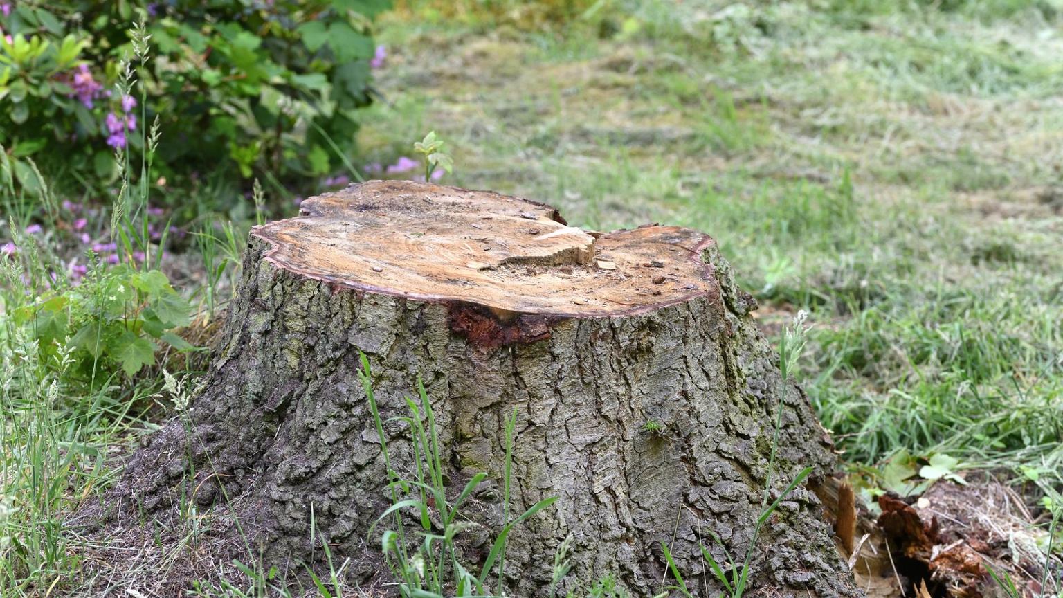 Išpjovėte medį, bet kelmas liko? Gręžkite skyles ir įpilkite šio mišinio – suirs iš vidaus