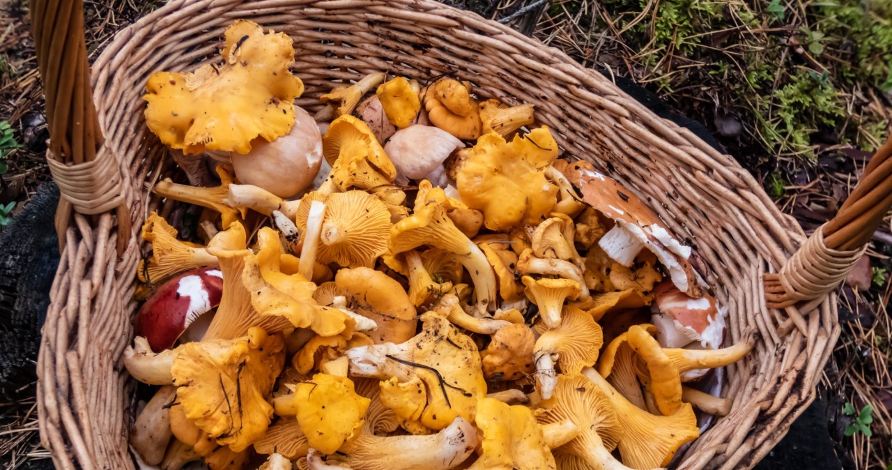 Pirmosios voveraitės jau dygsta: grybautojai išdavė, kur jų ieškoti po lietaus ir audrų