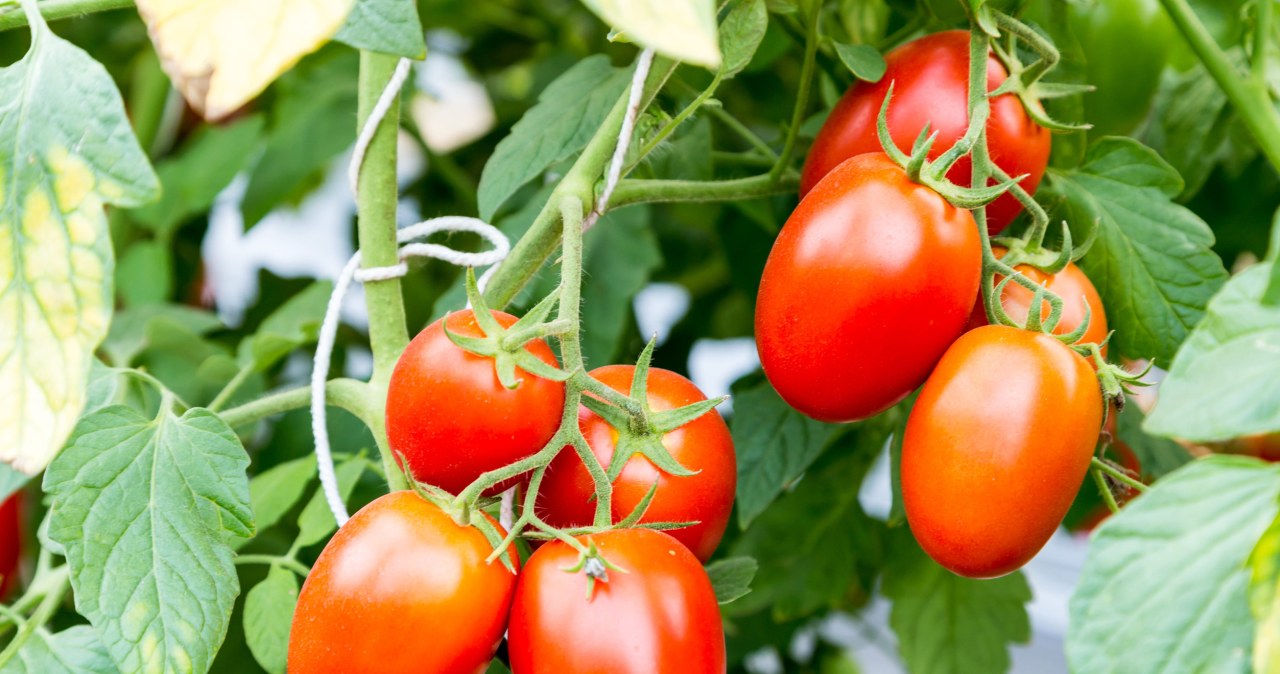 Pomidorų rišimas: šią klaidą daro daugelis – o po to stebisi, kodėl įsisuka ligos