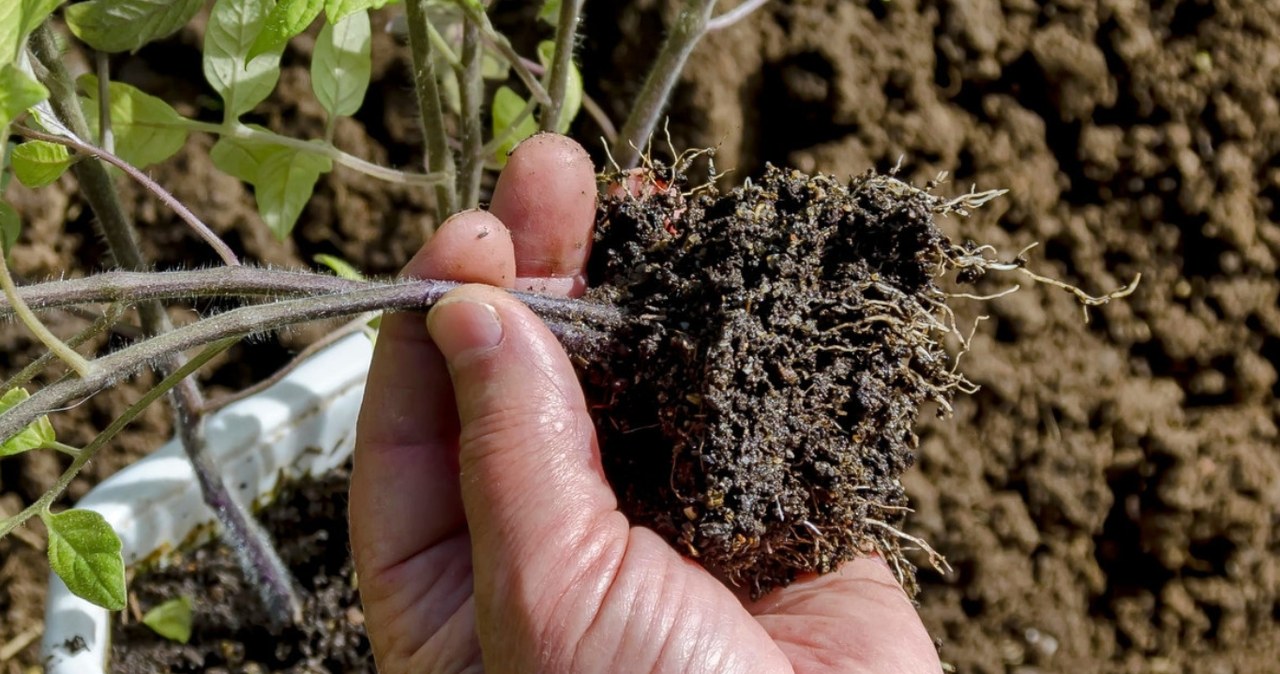 Pomidorų sodinukus pasidauginsite nemokamai: šitaip iš atžalų gausite stiprius krūmus