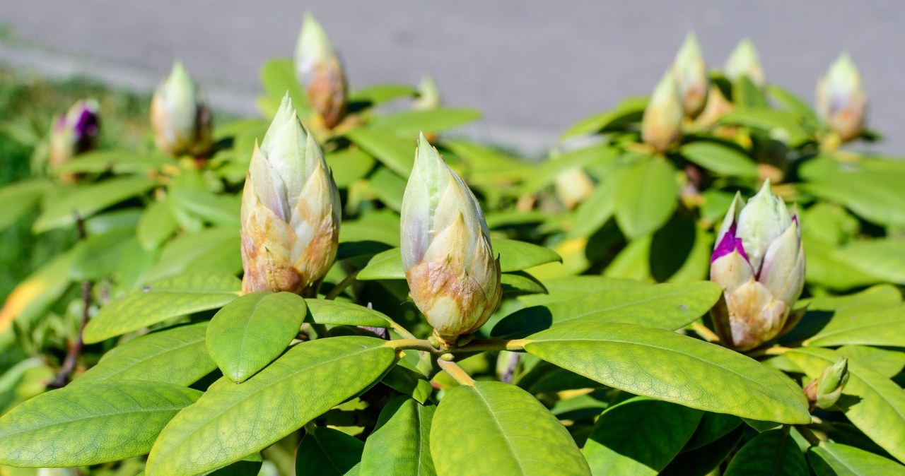 Ką sodinti šalia rododendrų: šie augalai sužydės dar gražiau, o kitų geriau vengti