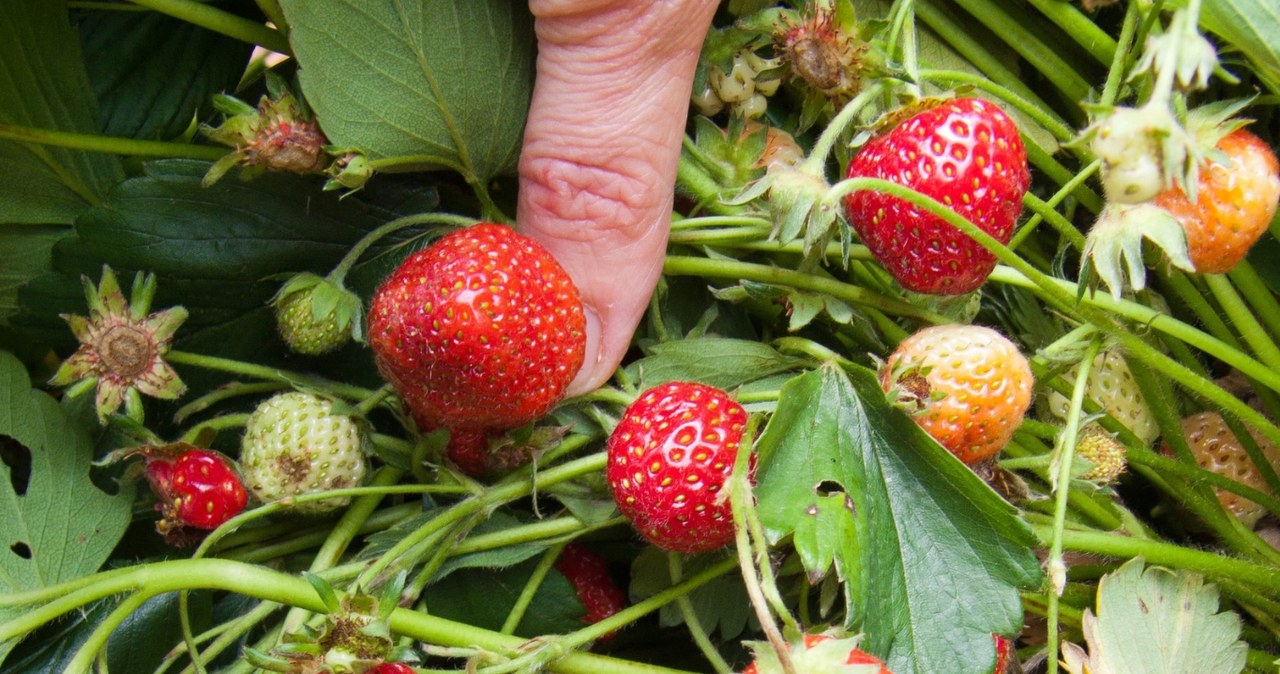 Braškės „Frigo“ sodinamos birželį: derlius po 60 dienų ir sezonas pailgėja beveik iki rudens