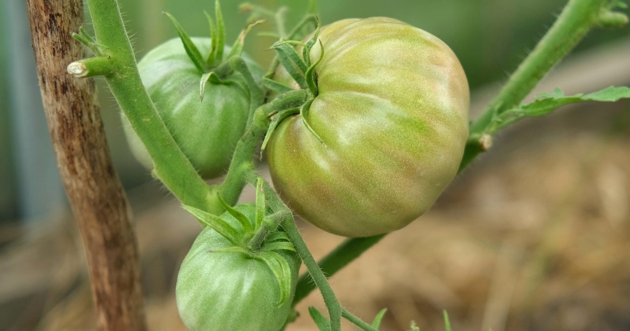 Mielių purškiklis pomidorams: sodininkai prisiekia, o agronomai įspėja dėl vienos klaidos