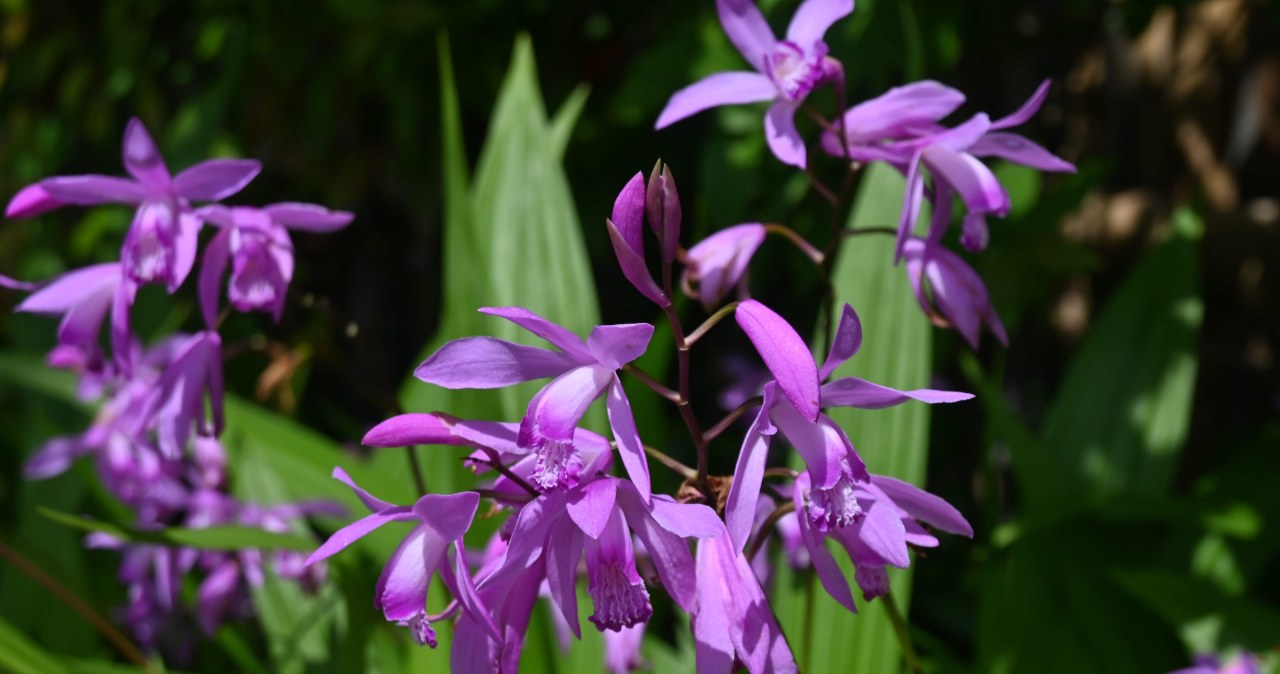 Šis mažai žinomas sodo orchidėjų giminaitis pavėsį pavers egzotika: sodinkite dabar